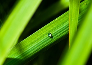 Drop