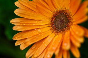 Gerbera_Daisy