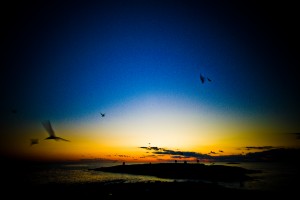 Sunset with Terns on White Island